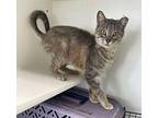 Zimba ~ Indoor/Outdoor Barn Cat/Shop Cat Domestic Shorthair Adult Female