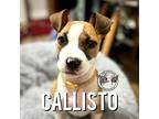 Callisto Sutton Puppy Female