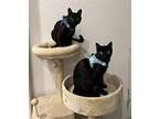 Toddney and Lily Domestic Shorthair Adult Male