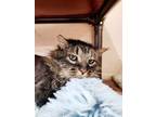 Adopt Bentley a Domestic Long Hair