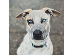 Adopt Mister a Australian Cattle Dog / Blue Heeler