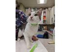 Praline Domestic Shorthair Young Female