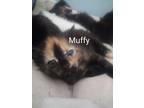 Muffy Domestic Shorthair Kitten Female