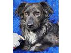 Barnaby Australian Shepherd Young Male