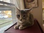 Sadie bonded w Jenny Domestic Shorthair Young Female