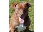 Adopt Lee a Mixed Breed