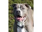 Adopt Odie a American Staffordshire Terrier