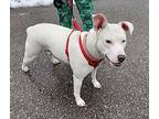 Chevy Bull Terrier Young Female