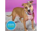 Adopt Quill a Mixed Breed