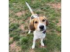 Adopt Ferb a Foxhound