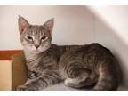 Adopt Robin a Domestic Short Hair