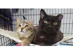 Jack Jack BK bonded w Sami Domestic Shorthair Kitten Male