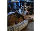 Fergus Great Dane Adult Male