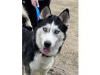 Adopt Fang a Siberian Husky