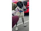 Adopt Patches a German Shorthaired Pointer, Dalmatian
