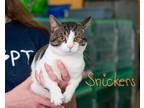 Adopt Snickers a Domestic Short Hair