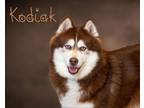 Adopt Kodiak a Husky