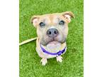 Ivory American Pit Bull Terrier Young Female