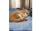 Adopt Collin a Domestic Short Hair