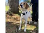 Adopt Leo a Foxhound