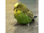 Adopt Paddy Bombo a Budgie / Budgerigar