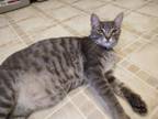 Adopt Espolon a Domestic Short Hair