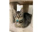 Adopt Cuervo a Domestic Short Hair