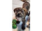 Adopt Cherokee a Wirehaired Terrier