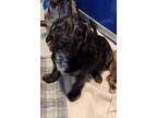 Adopt Lakota a Wirehaired Terrier