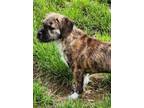 Adopt Apache a Wirehaired Terrier