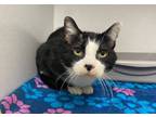 Adopt Hoover (senior) a Domestic Short Hair