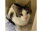 Adopt Pawsonova a Domestic Short Hair