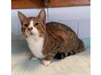 Adopt Curry a Domestic Short Hair