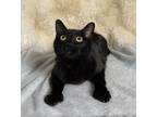 Adopt Rajah a Domestic Medium Hair, Domestic Short Hair