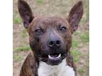 Adopt IRWIN a Mixed Breed