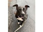 Dolly American Pit Bull Terrier Adult Female