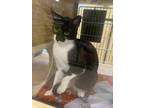 Lord Topaz - I AM AT PetSmart Framingham Domestic Shorthair Young Male
