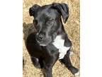 Adopt Mr. Rooney a Mixed Breed