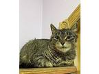 Cleopatra Domestic Shorthair Adult Female