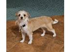 Poppy Terrier (Unknown Type, Small) Adult Female