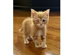 Adopt O`Hare a Domestic Short Hair