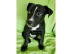 Adopt Duck a Labrador Retriever, Mixed Breed