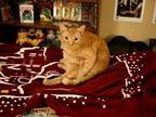 Wicket Domestic Shorthair Adult Male