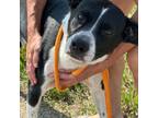 Adopt Megatron a American Staffordshire Terrier, Border Collie