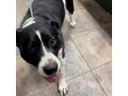 Adopt Megatron a American Staffordshire Terrier, Border Collie