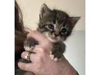 Kelsie Domestic Shorthair Kitten Female