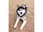 Adopt SINATRA a Husky, Mixed Breed