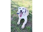 Adopt THOR a Siberian Husky, Mixed Breed