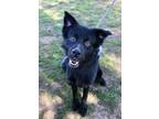 Adopt TATAR a Flat-Coated Retriever, Mixed Breed