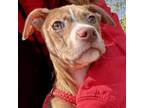 Adopt Shrimp Kabob a Pit Bull Terrier